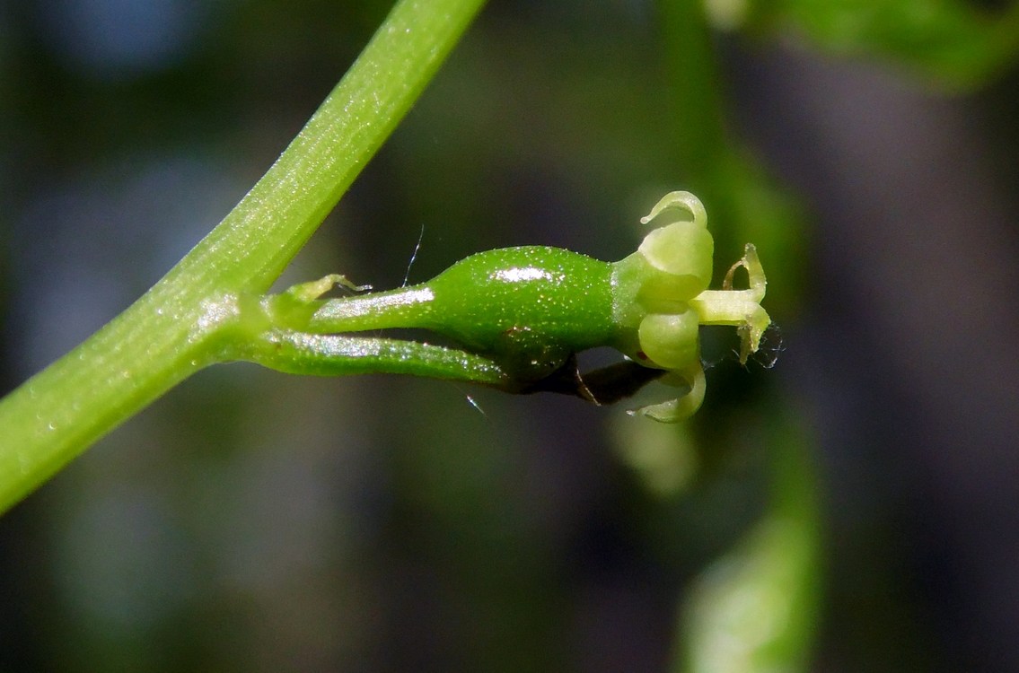 Image of Tamus communis specimen.