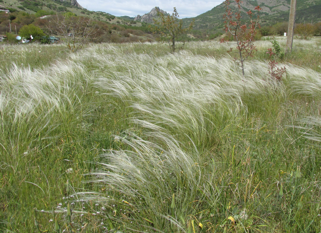 Image of Stipa brauneri specimen.