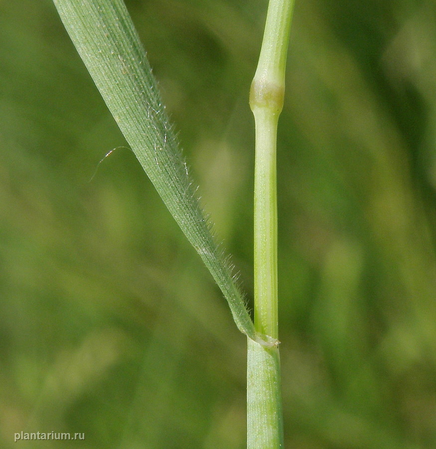 Image of Hordeum geniculatum specimen.