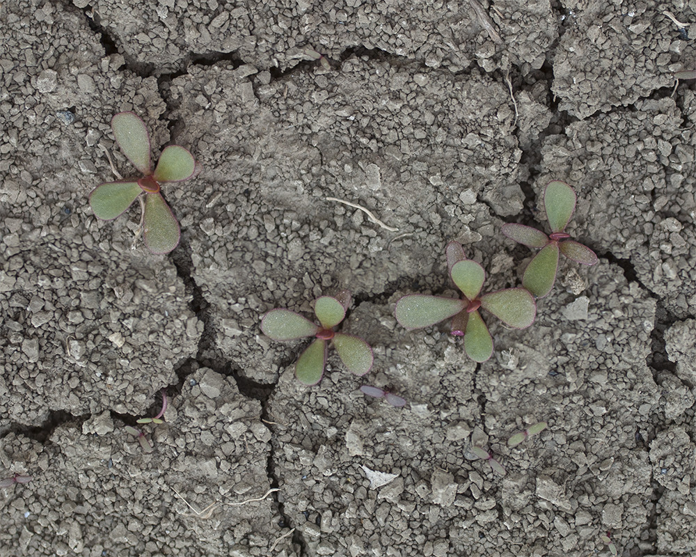 Image of Portulaca oleracea specimen.