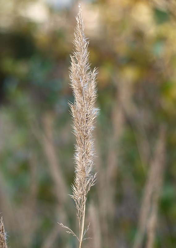 Изображение особи Calamagrostis epigeios.