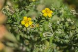 Potentilla argentea