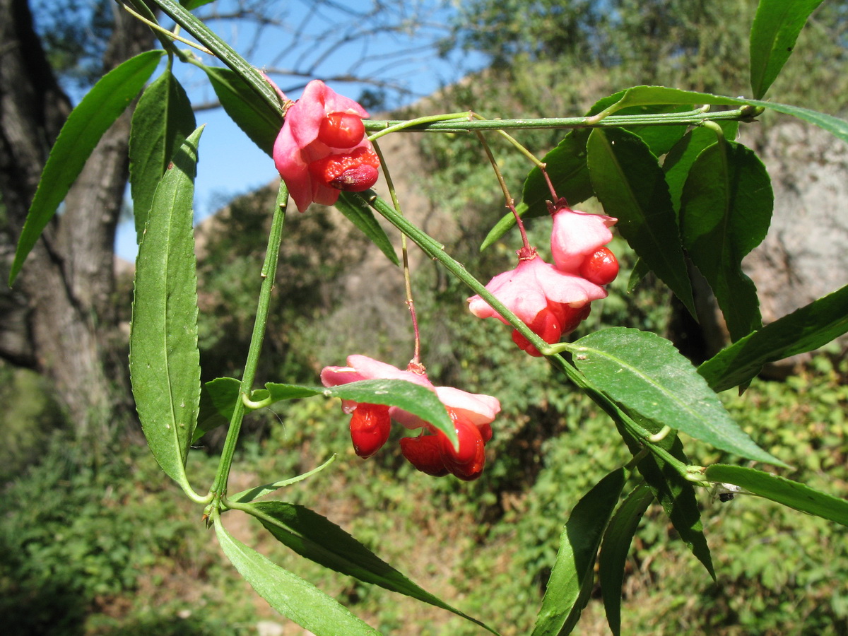 Image of Euonymus semenovii specimen.