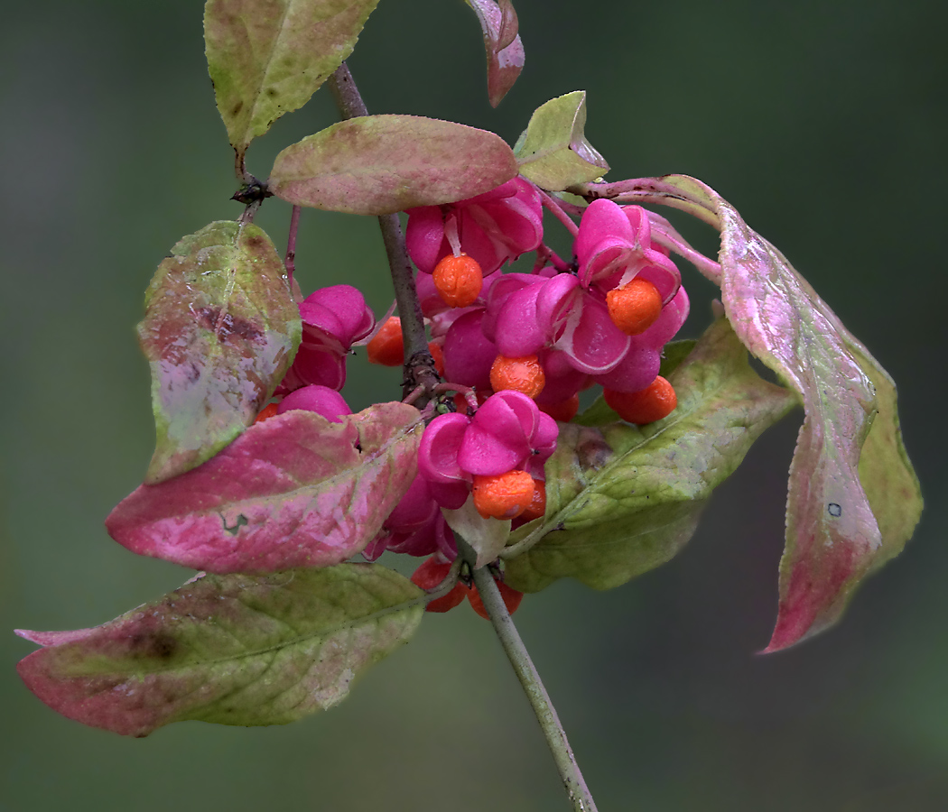 Изображение особи Euonymus europaeus.