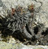 Armeria pubigera. Погибающее (оживающее?) растение. Испания, автономное сообщество Галисия, провинция А-Корунья, г. А-Корунья, скалы на Атлантическом побережье. Июль.
