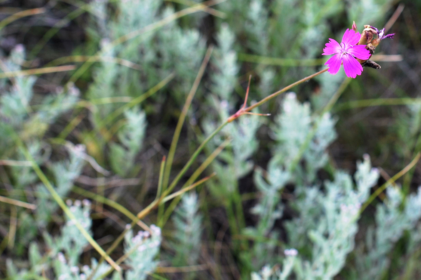 Image of Dianthus borbasii specimen.