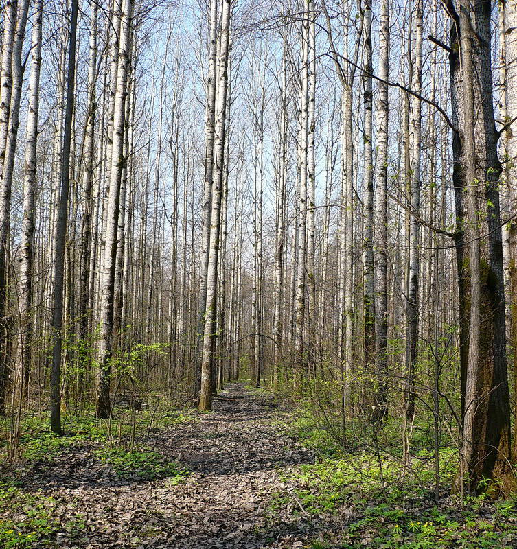 Изображение особи Populus tremula.