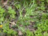 Poa bulbosa subspecies vivipara. Соцветие с проросшими луковичками. Днепропетровская обл., балка в верховьях р. Самоткани. 07.05.2010.