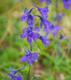 Delphinium chamissonis. Верхушка соцветия. Чукотка, побережье бухты Провидения, луг. 02.08.2013.