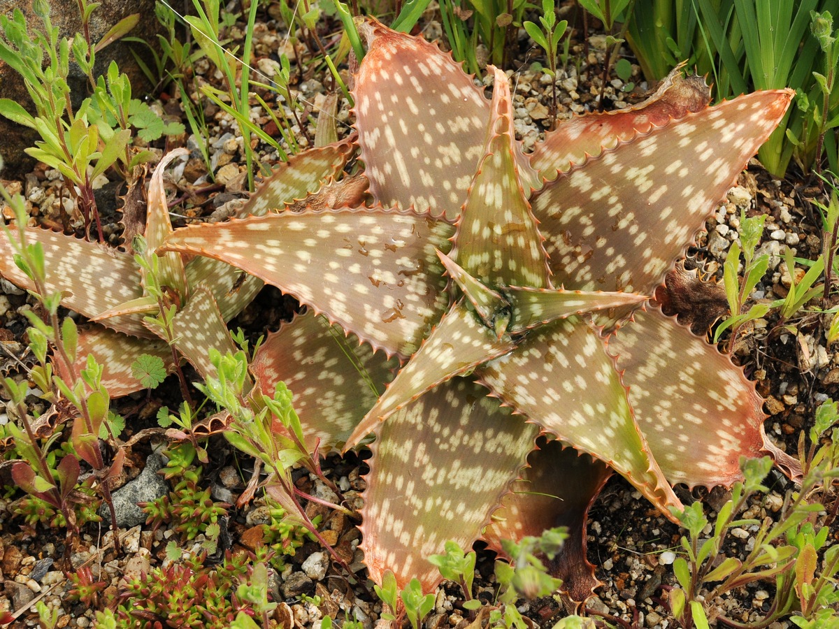 Изображение особи Aloe branddraaiensis.