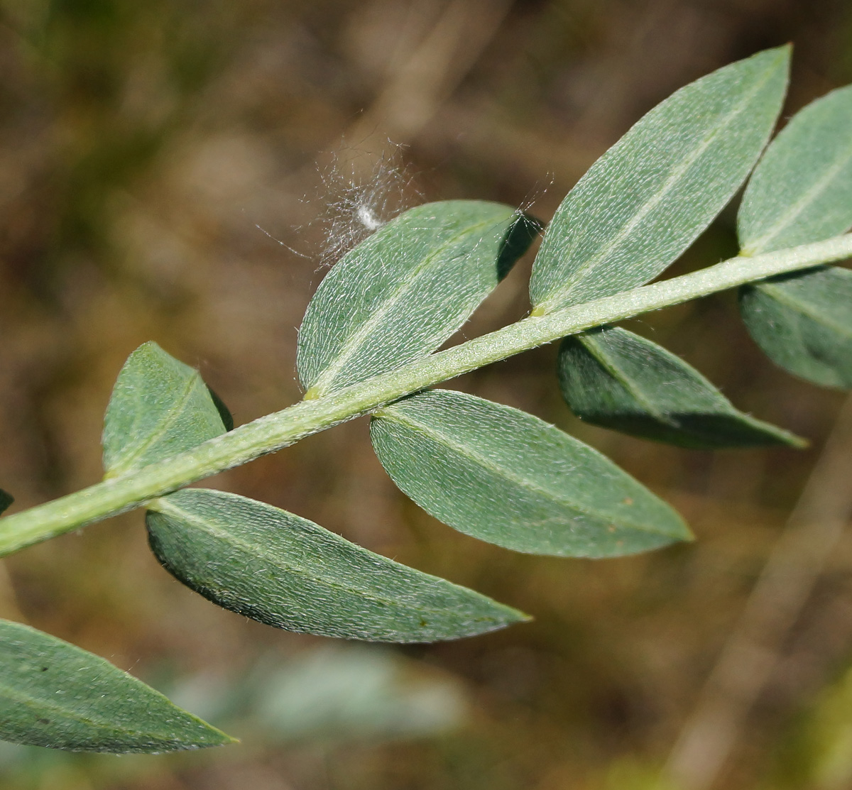 Изображение особи Astragalus follicularis.