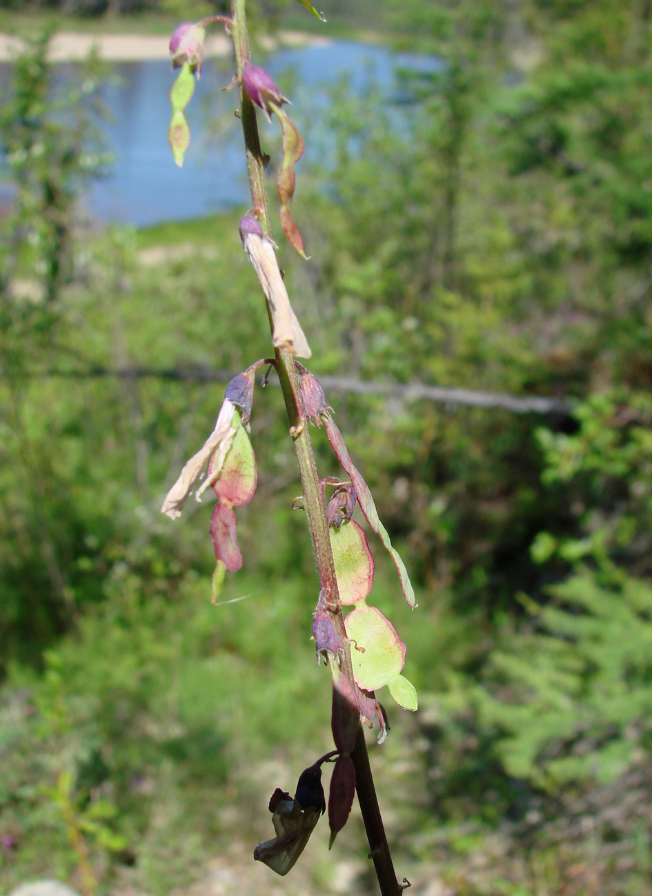 Image of Hedysarum alpinum specimen.