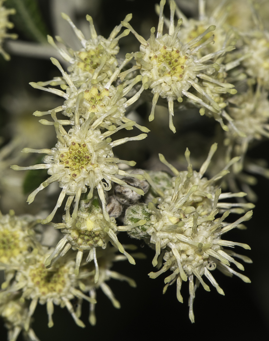 Image of Brachylaena discolor specimen.