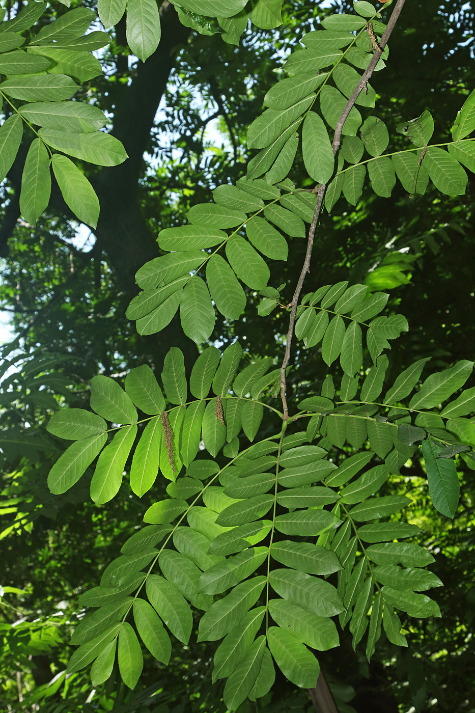 Изображение особи Pterocarya &times; rehderiana.