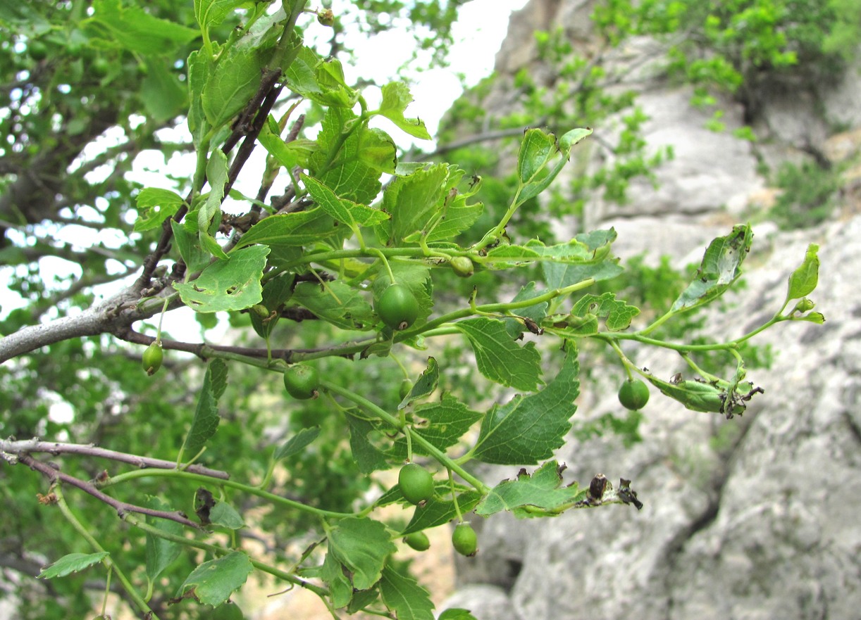 Image of Celtis glabrata specimen.