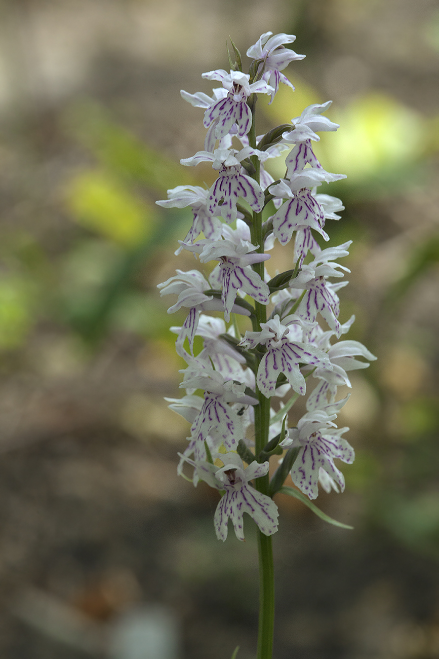 Image of Dactylorhiza fuchsii specimen.