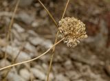 Allium cretaceum. Верхушка сухого побега с соплодием. Башкортостан, Кугарчинский р-н, окр. дер. Мурадымово, природный парк \"Мурадымовское ущелье\", долина р. Большой Ик, каменистый склон на скальном массиве вдоль реки. 2 сентября 2018 г.