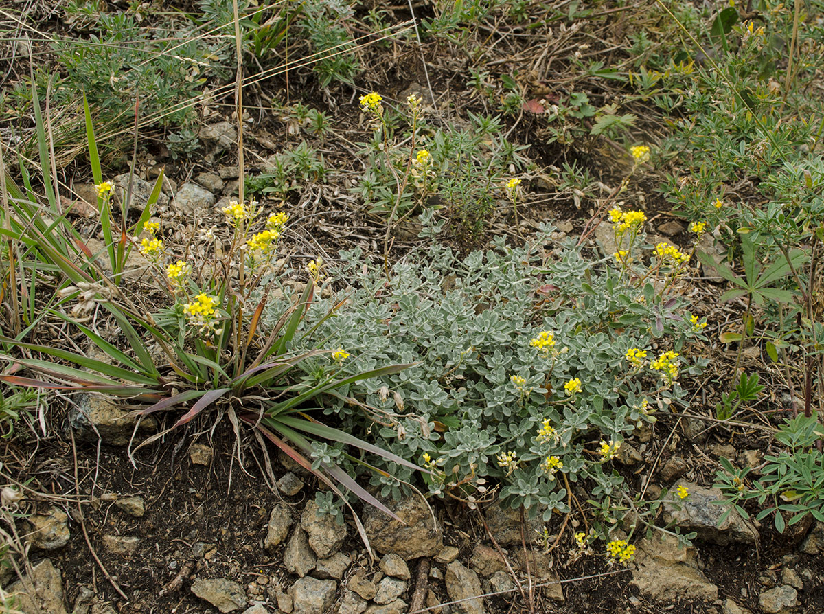 Image of Odontarrhena obovata specimen.