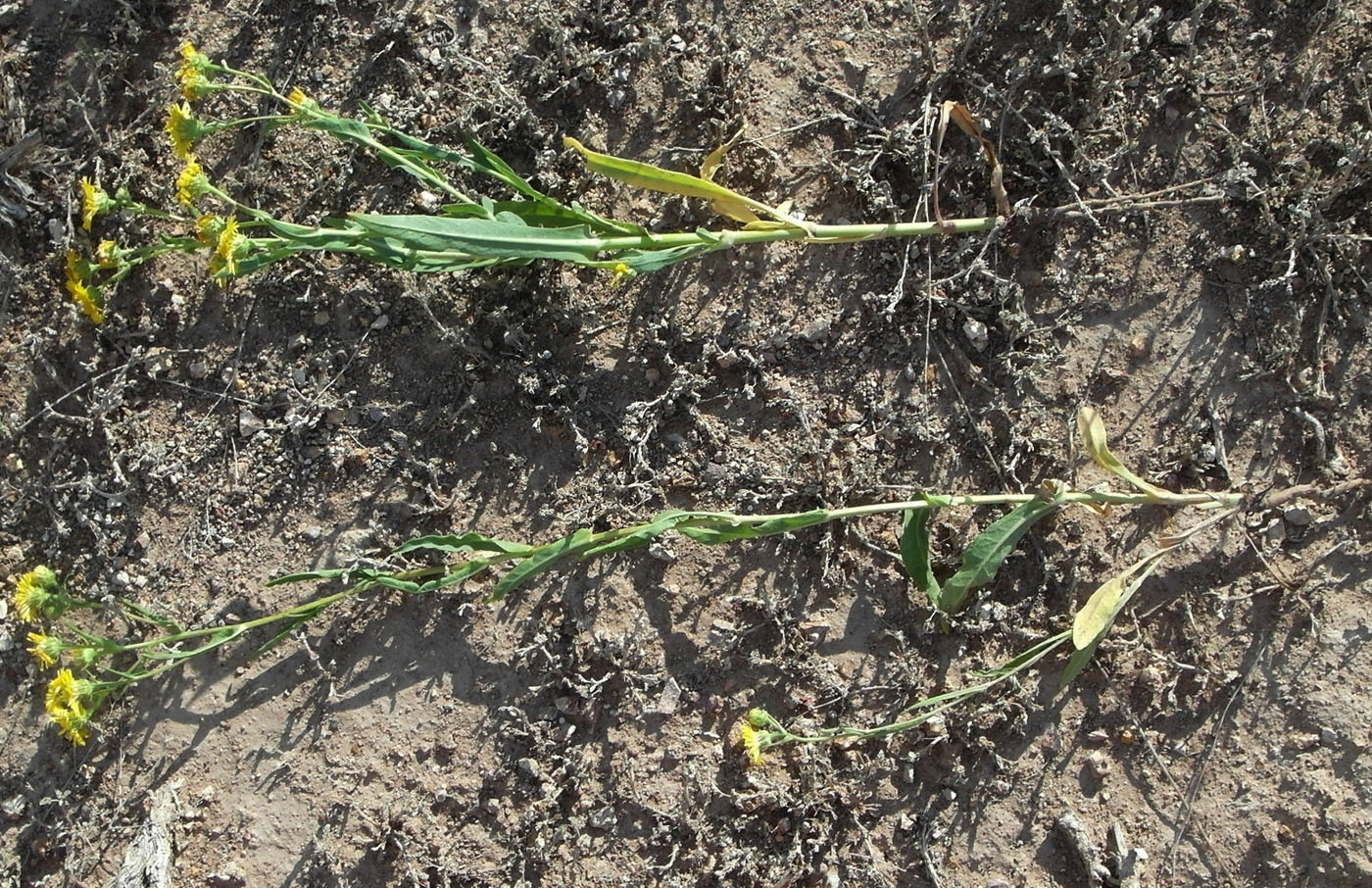 Image of Inula caspica specimen.