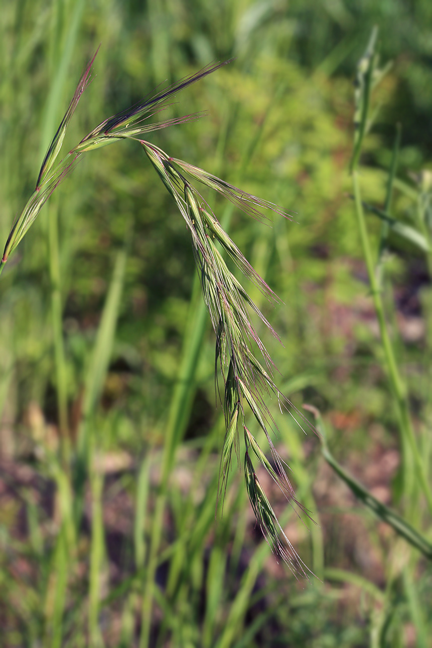 Image of Elymus sibiricus specimen.