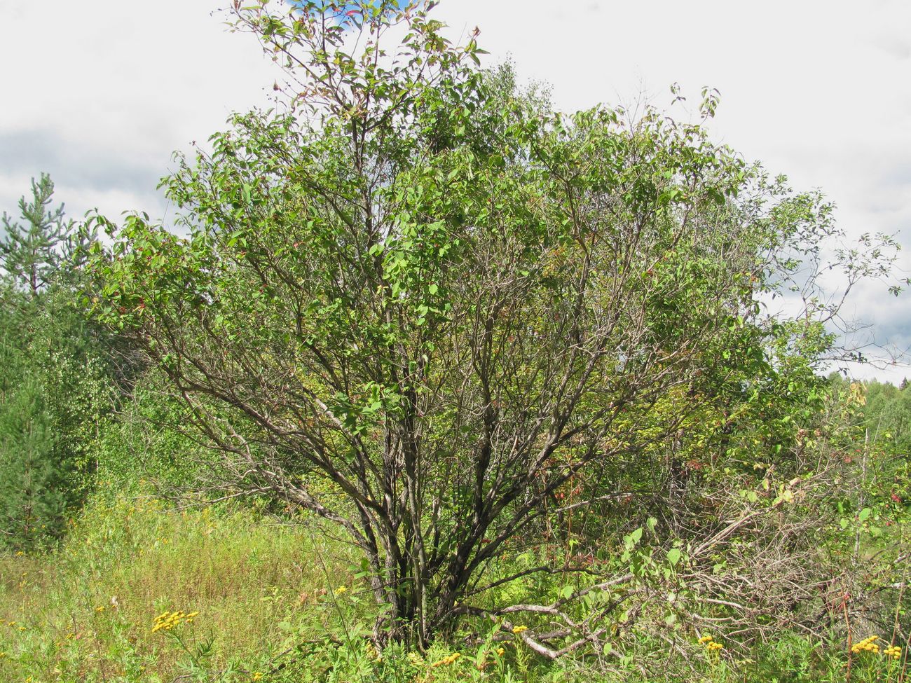 Изображение особи Lonicera xylosteum.