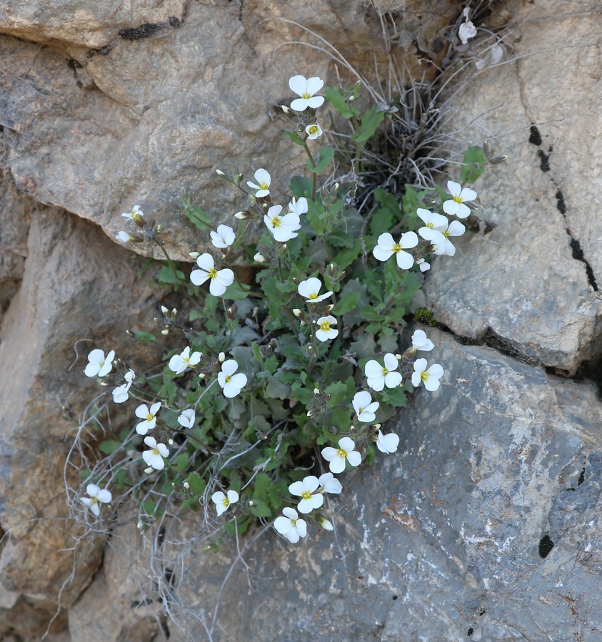 Image of Arabis caucasica specimen.