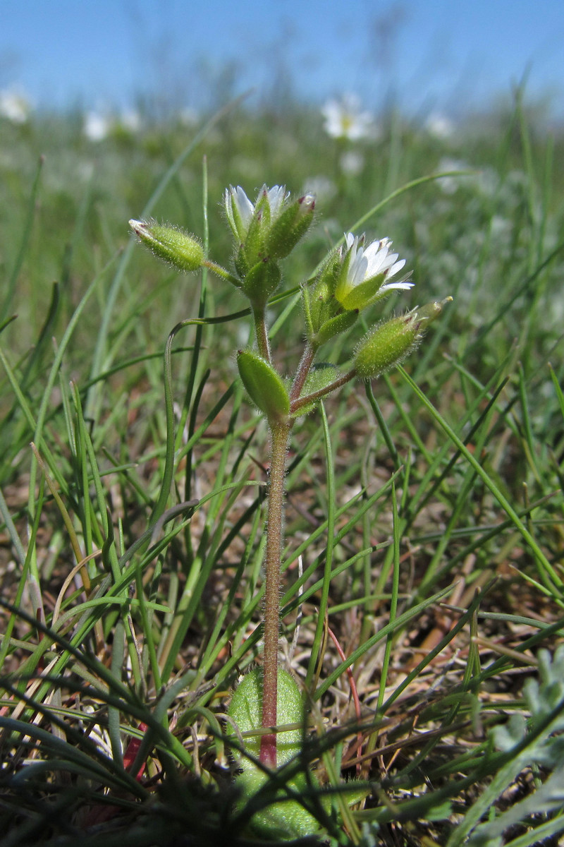 Изображение особи Cerastium syvaschicum.
