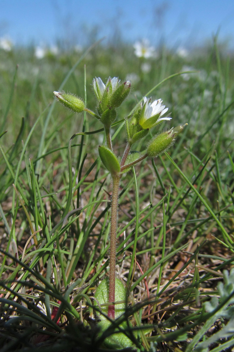 Image of Cerastium syvaschicum specimen.