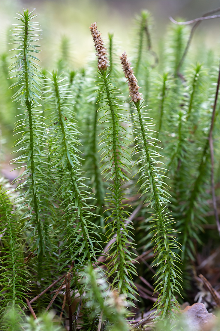 Image of Lycopodium annotinum specimen.