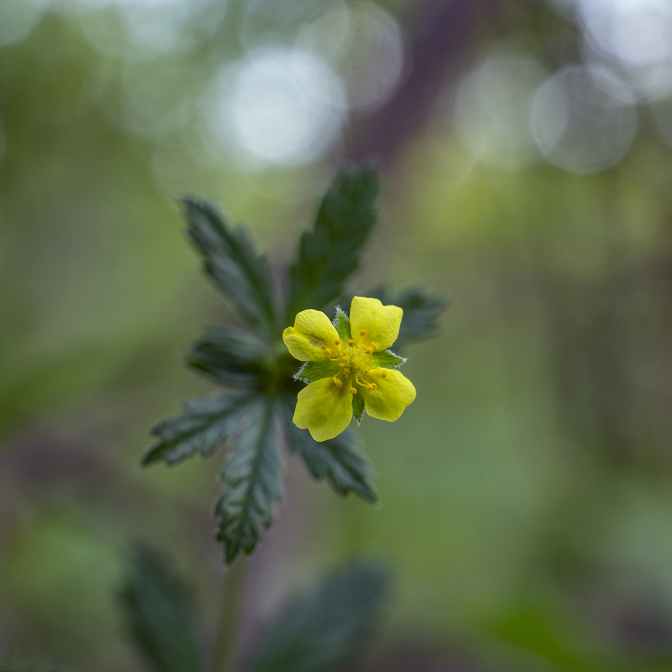 Image of Potentilla erecta specimen.