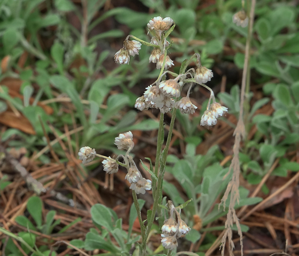 Image of Antennaria dioica specimen.