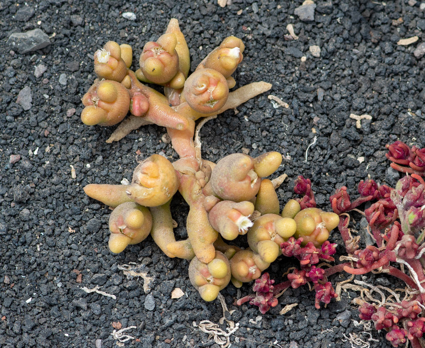 Image of Mesembryanthemum cryptanthum specimen.