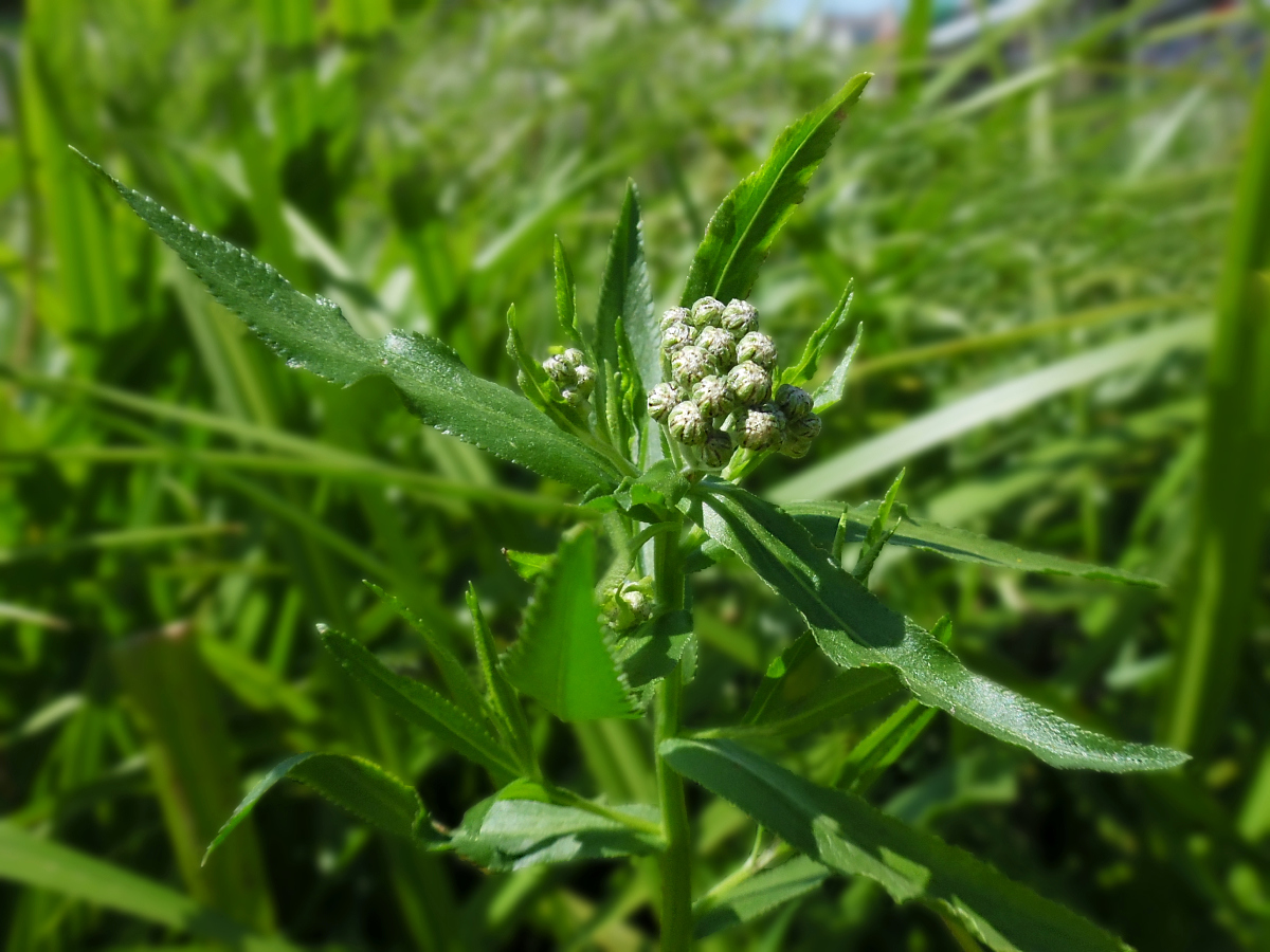 Image of Achillea septentrionalis specimen.