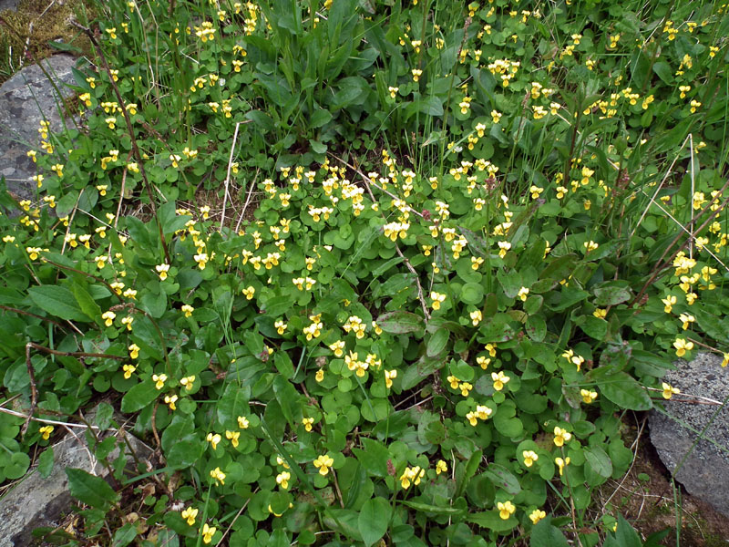 Image of Viola biflora specimen.