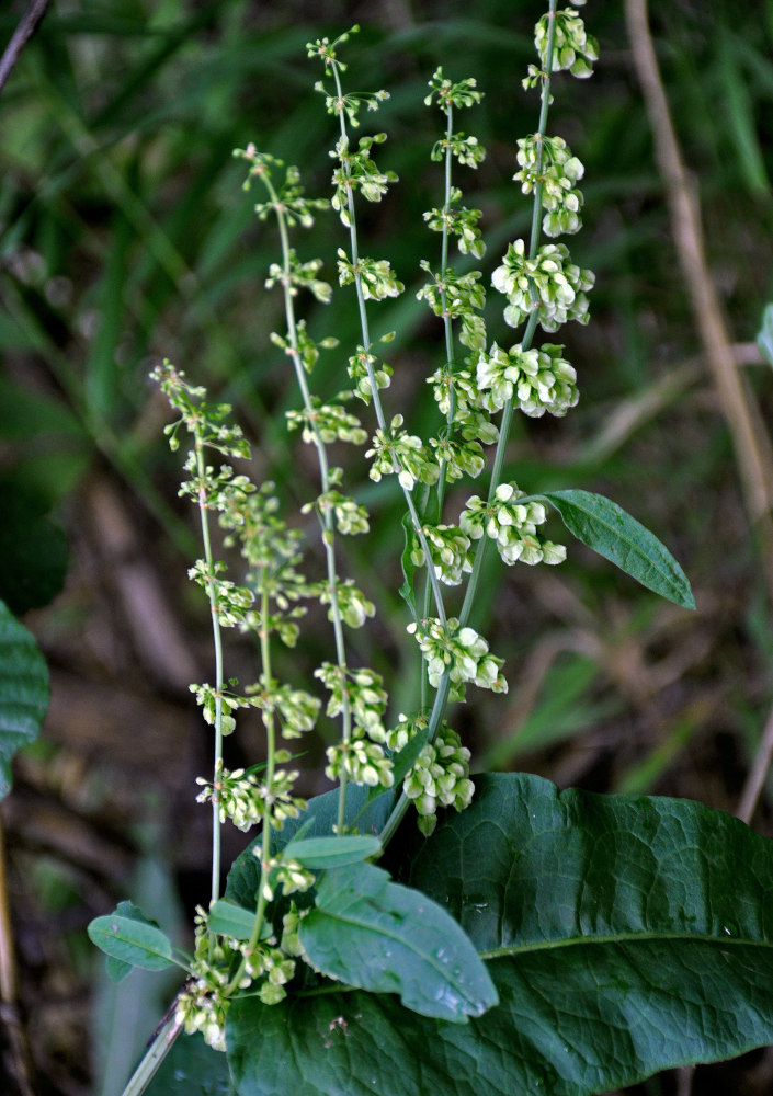 Image of Rumex aquaticus specimen.