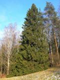 Picea abies. Внешний вид. Санкт-Петербург, Пушкинский р-н, г. Павловск, Павловский парк, в составе леса. 30.10.2019.