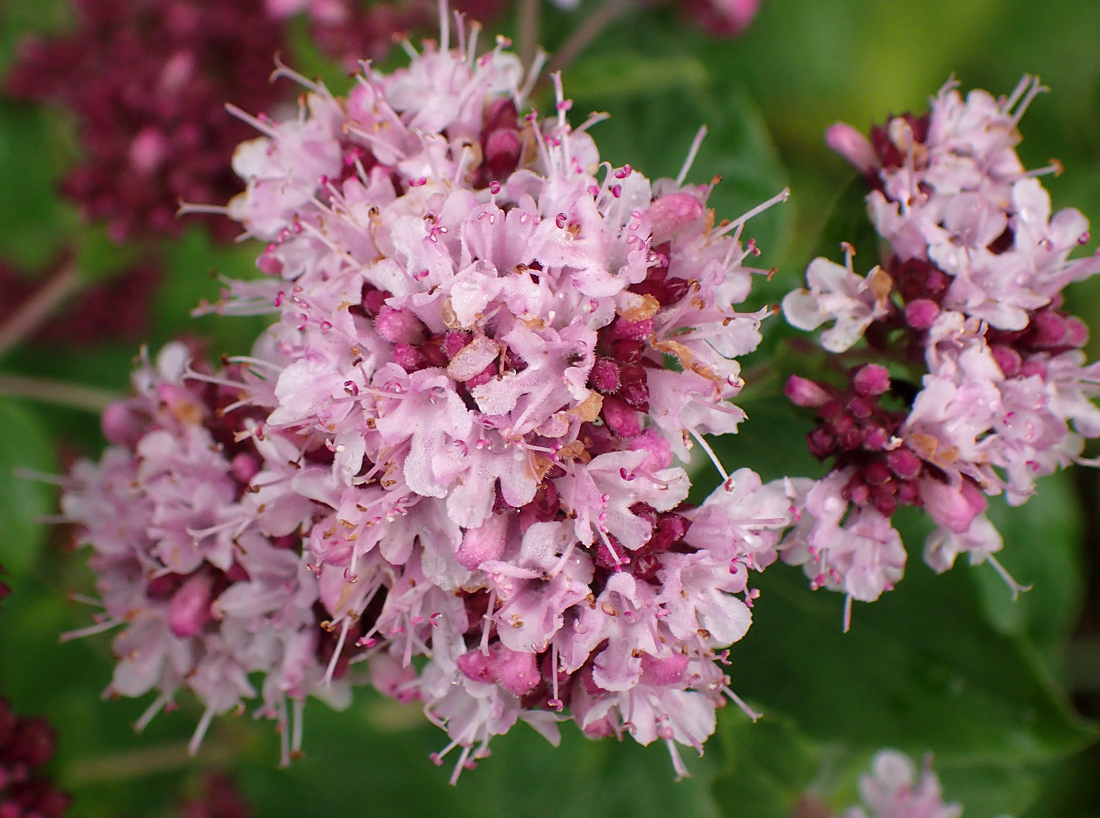 Изображение особи Origanum vulgare.