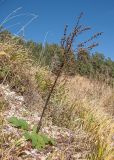 Verbascum pyramidatum. Плодоносящее растение с молодой розеткой листьев. Адыгея, Кавказский биосферный заповедник, Фишт-Оштенский массив, перевал Узуруб, ≈ 1950 м н.у.м., каменистый склон, субальпийский луг. 18.10.2015.