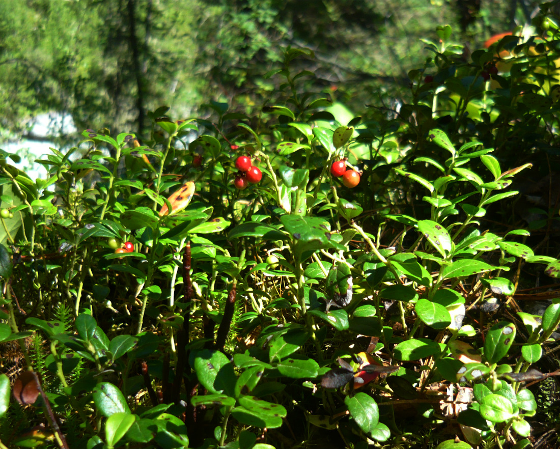 Image of Vaccinium vitis-idaea specimen.