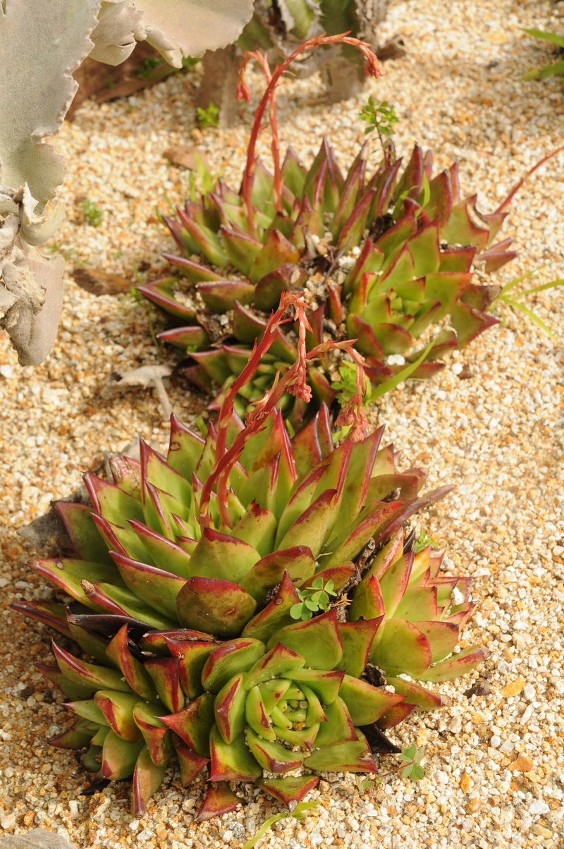 Изображение особи Echeveria agavoides.