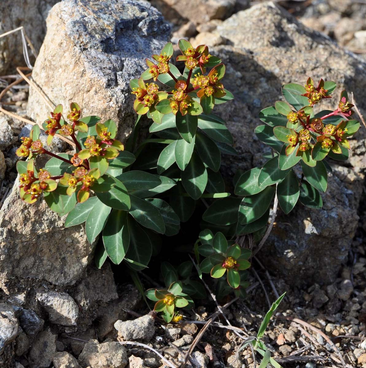 Image of Euphorbia lemesiana specimen.