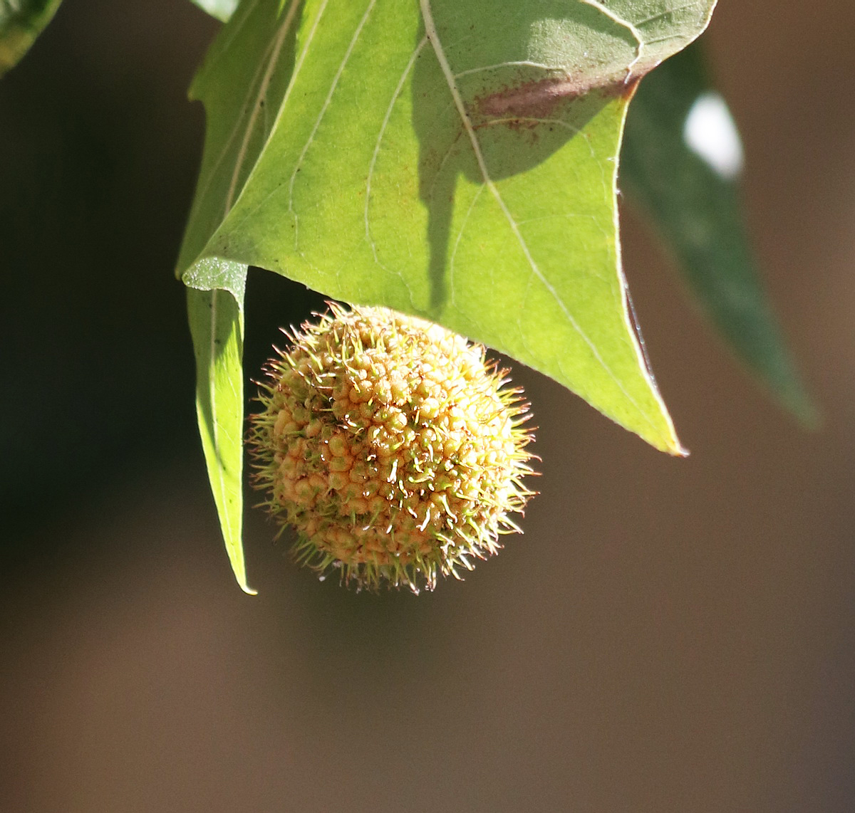 Image of Platanus &times; acerifolia specimen.