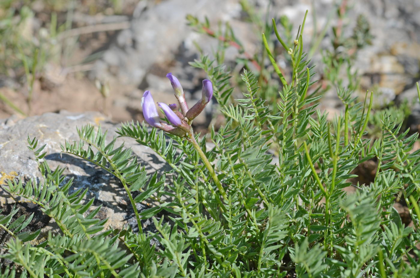 Image of Astragalus skorniakowii specimen.