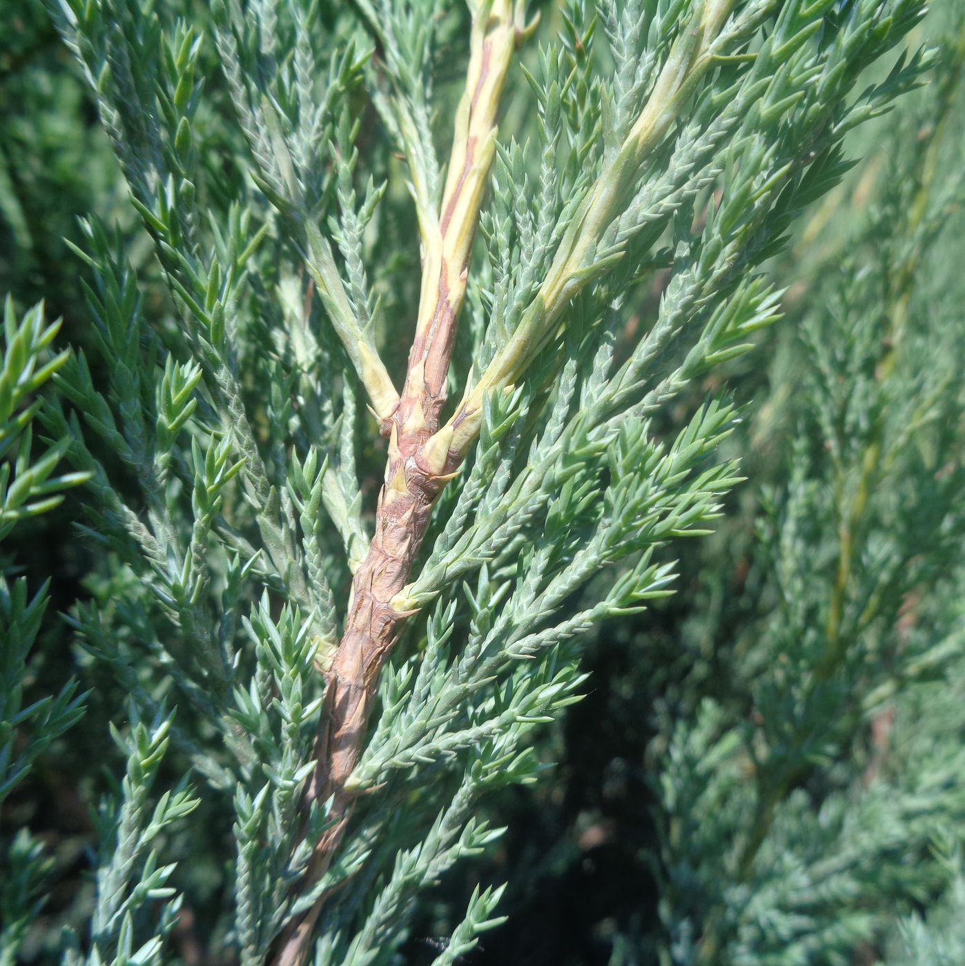 Image of Juniperus scopulorum specimen.