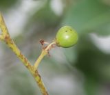 Ziziphus mucronata. Часть побега с созревающим плодом. Намибия, регион Khoma, ок. 40 км западнее г. Виндхук, \"Eagle Rock Guest Farm\"; плато Khomas, ок. 1900 м н. у. м., саванновое редколесье. 23.02.2020.