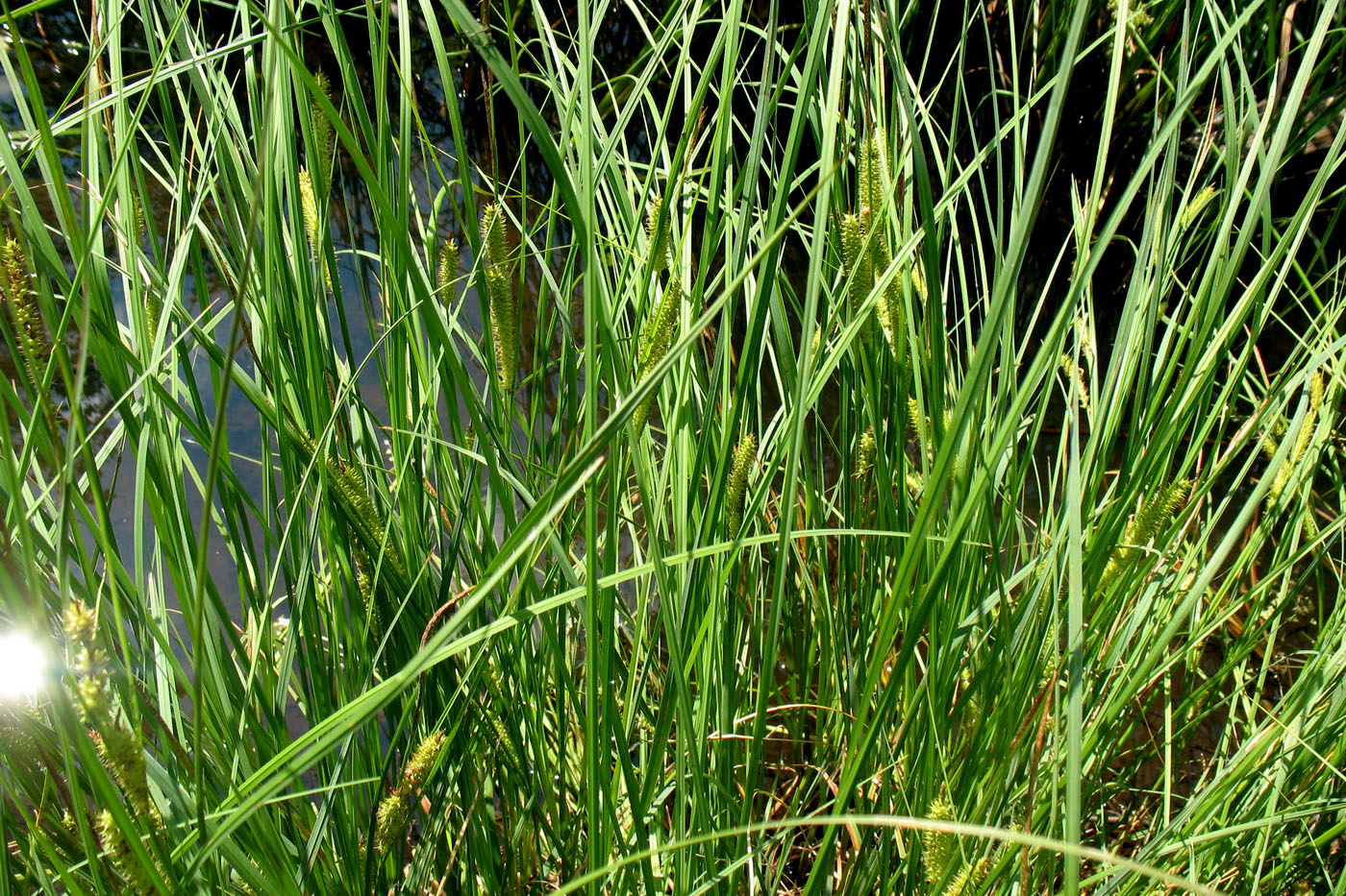 Image of Carex rostrata specimen.