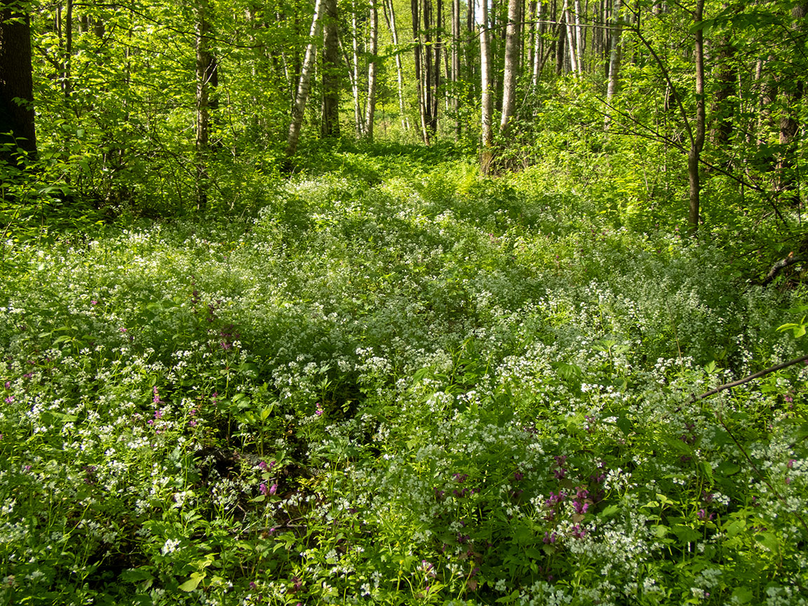 Изображение особи Cardamine amara.