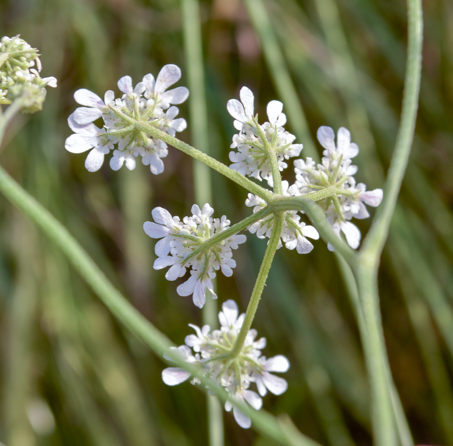 Изображение особи Oenanthe silaifolia.