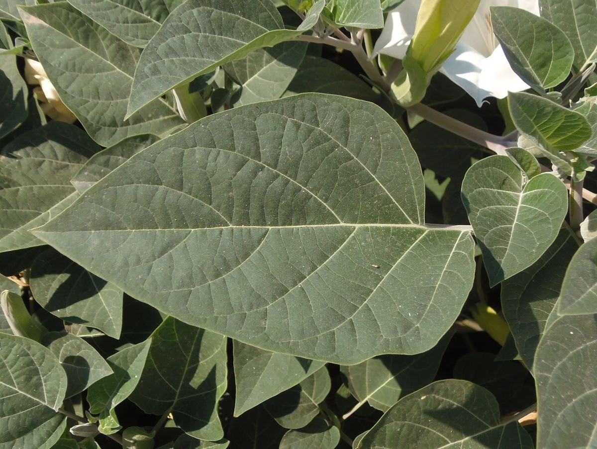 Image of Datura innoxia specimen.