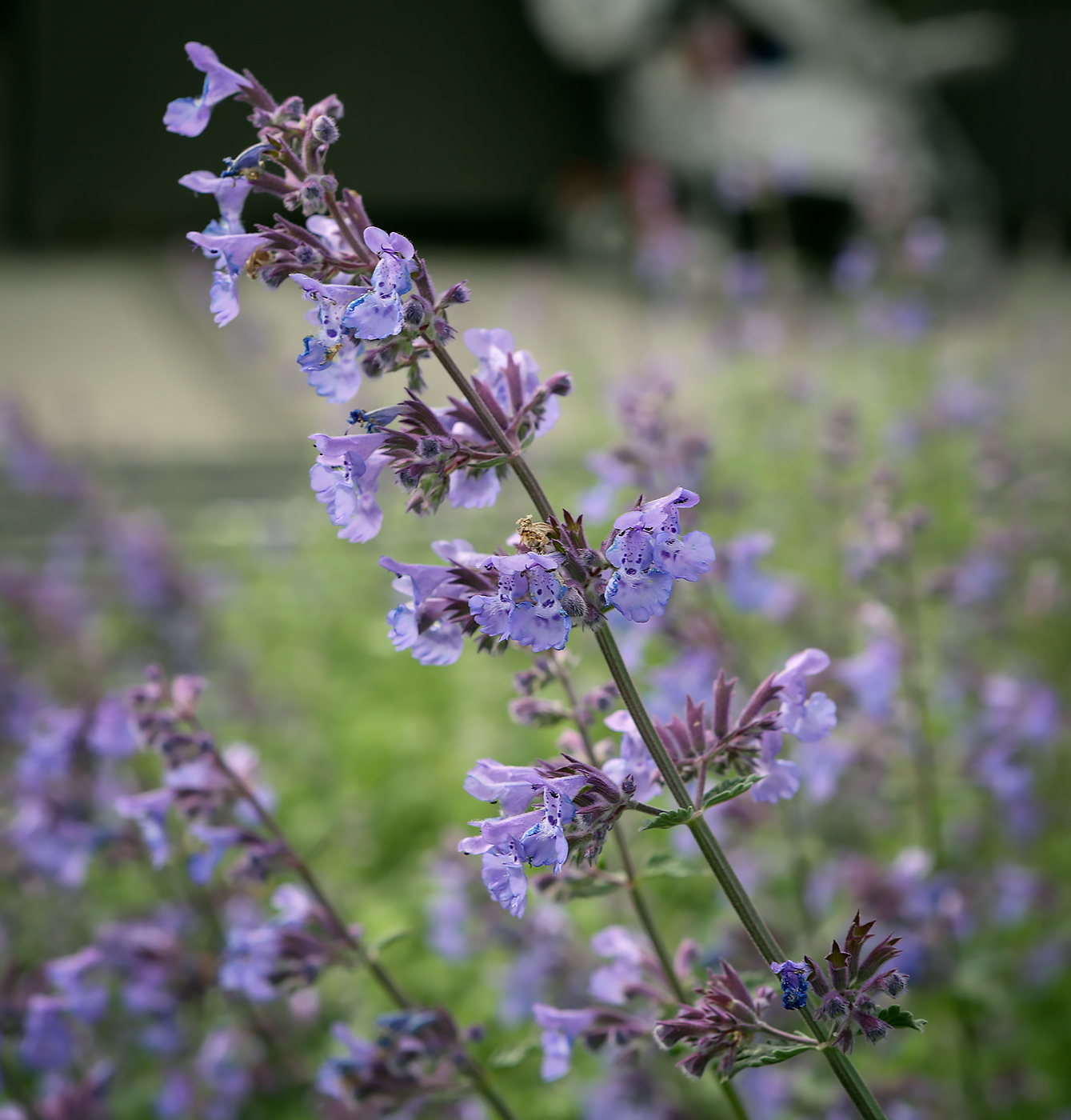 Image of Nepeta &times; faassenii specimen.